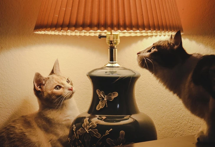 cats-under-a-lamp