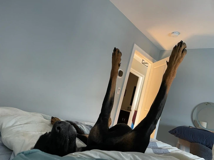 dog-legs-up