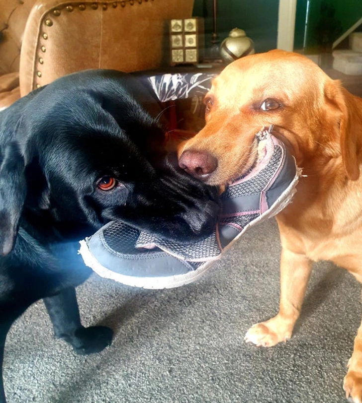 dogs-eating-shoe