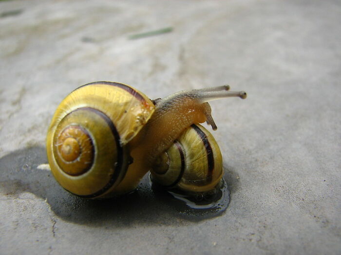 garden-snail