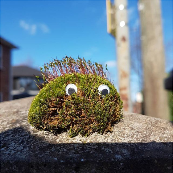 plant-with-eyes