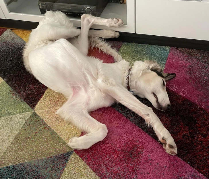 white-dog-sleeping