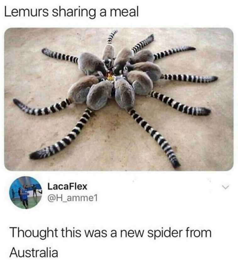 animal-memes-2.png